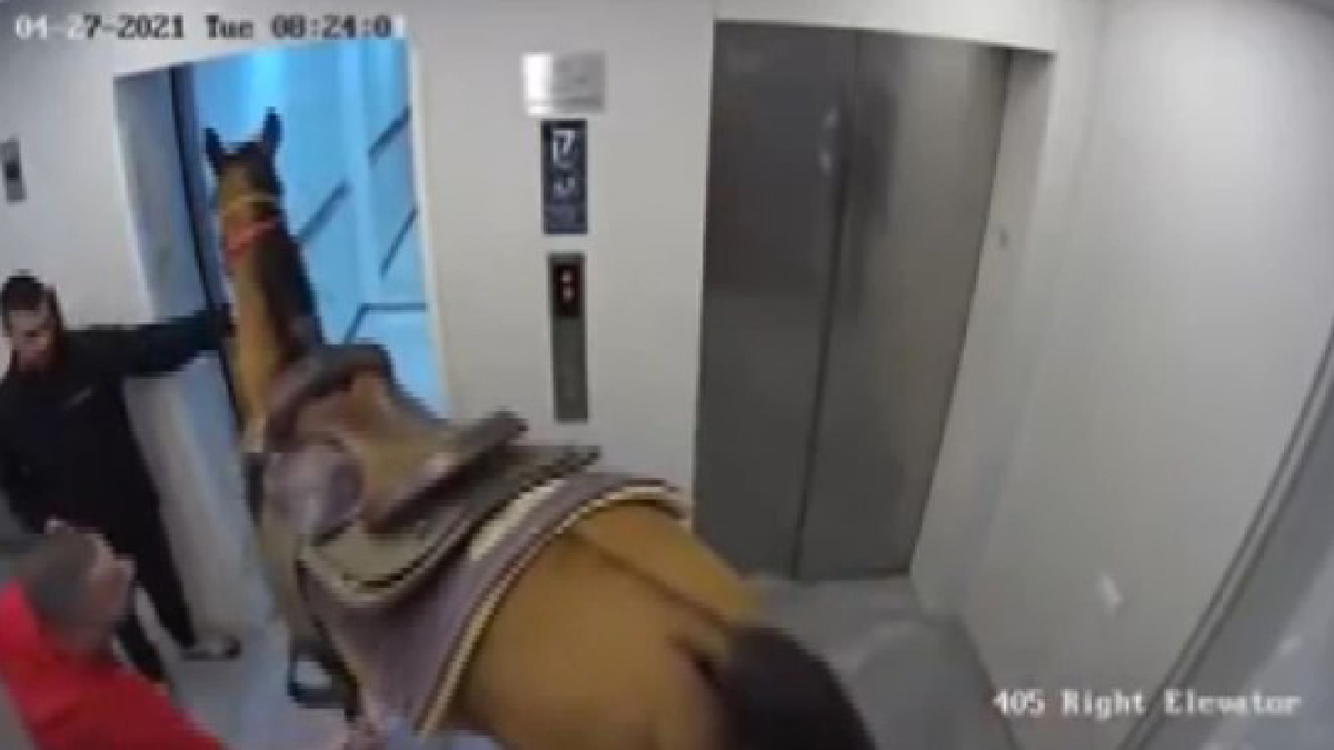 İsrail'de atını alıp asansöre bindiren kişinin savunması şaşırttı