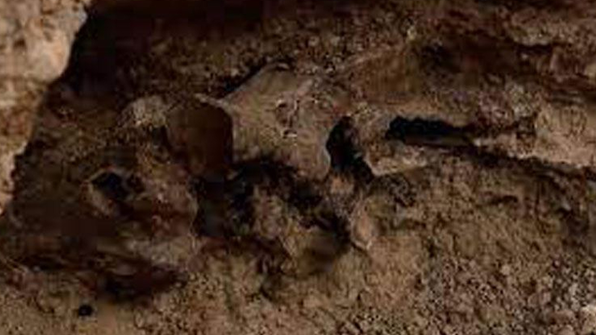 Havuz inşaatında bulundu! 14 bin yaşında