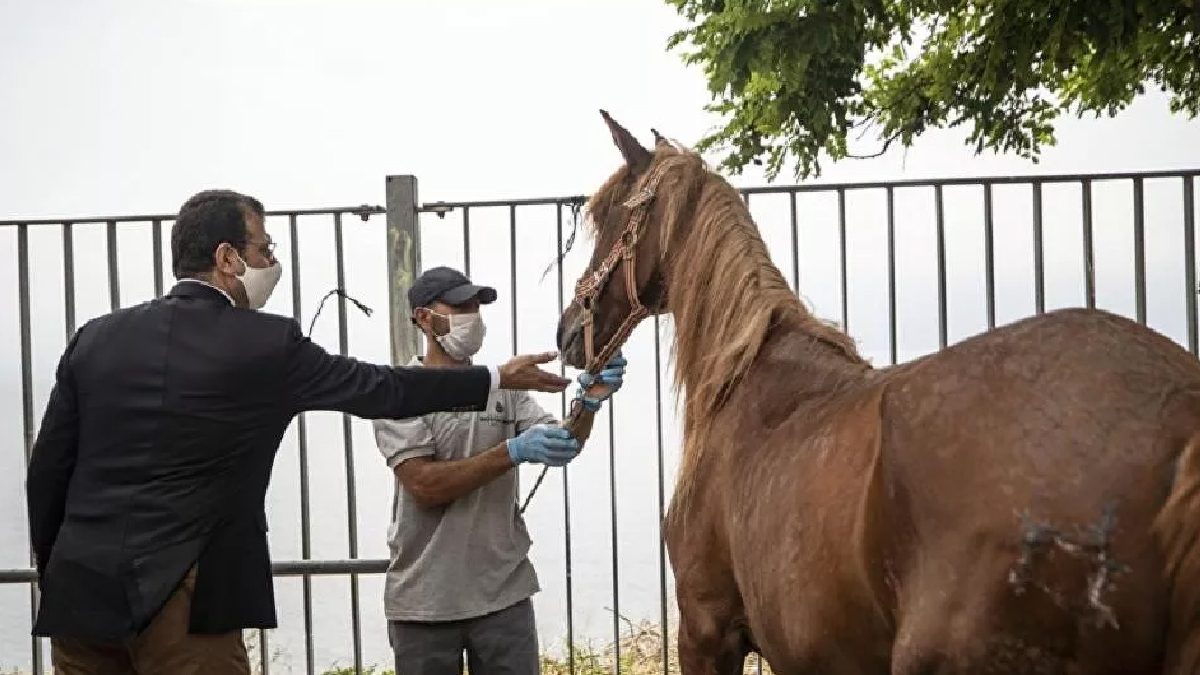 İBB kayıp at iddialarına yanıt verdi: Atlardan 860'ı sahiplendirildi