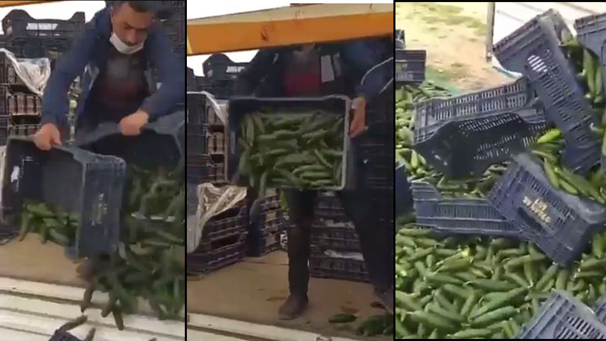 Çiftçi, 'mal para yapmıyor' diyerek isyan etti: Bir kamyon salatalığı yere döktü