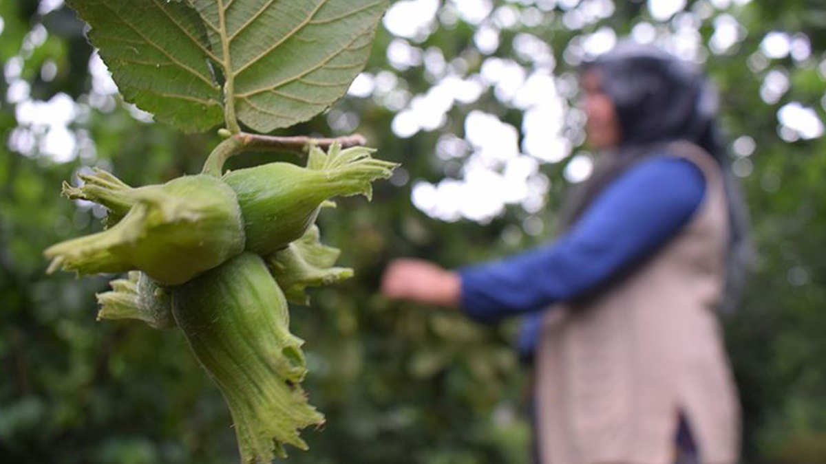 Fındık ihracatı yüzde 24 azaldı