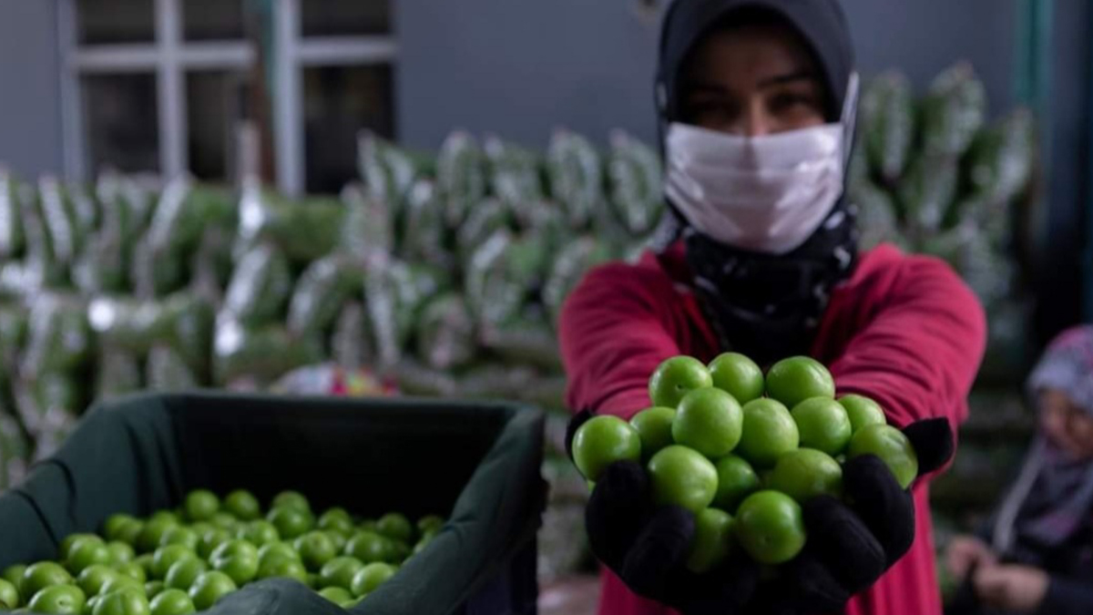 Fiyatları düştü diye erikleri toplamayı durdurdular