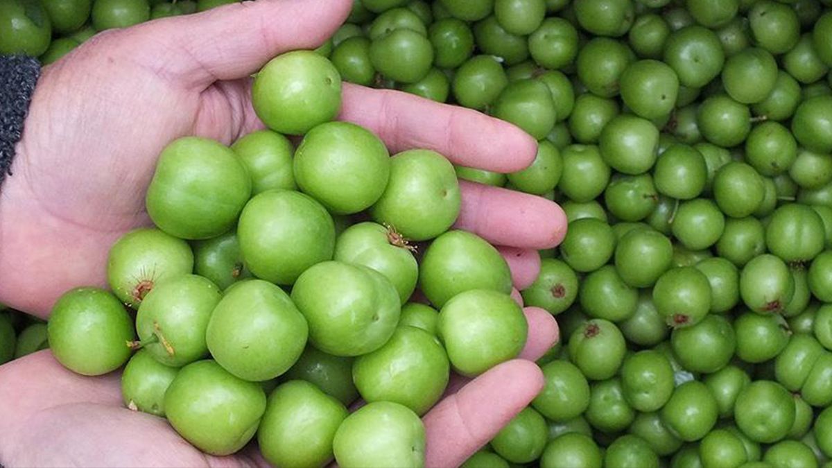 Mersin Mut'ta erik üreticilerinden ürünleri toplamama kararı