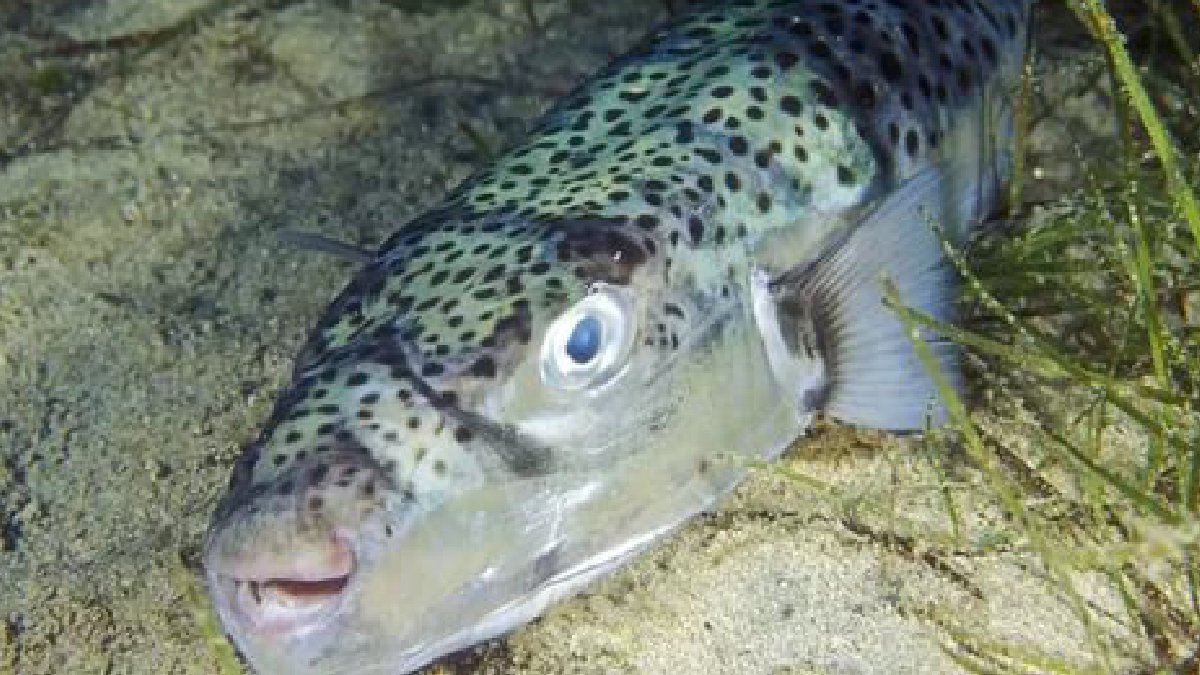 Resmi Gazete'de yayımlandı: Balon balığı avlayanlara ücret ödenecek