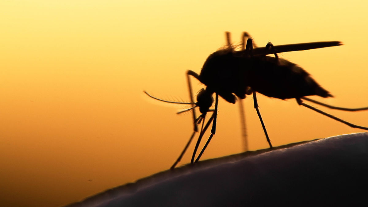 Sivrisinekler Kovid-19 bulaştırır mı?