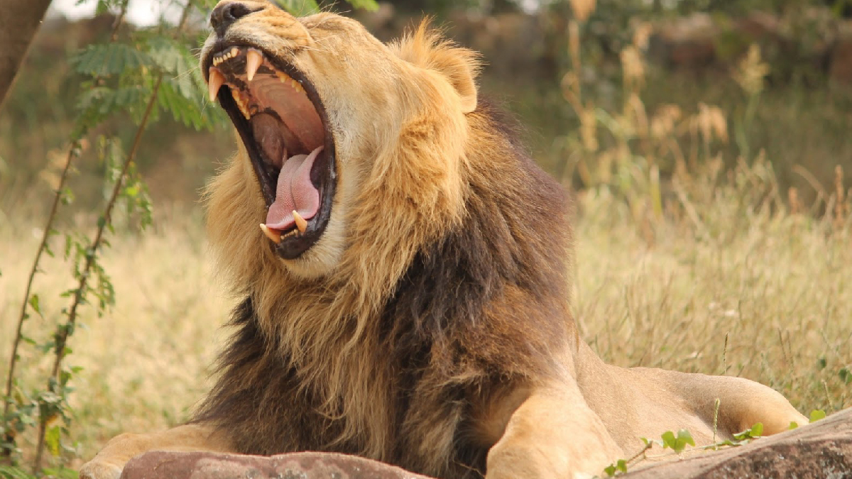 Hindistan'da 8 aslanda koronavirüs tespit edildi