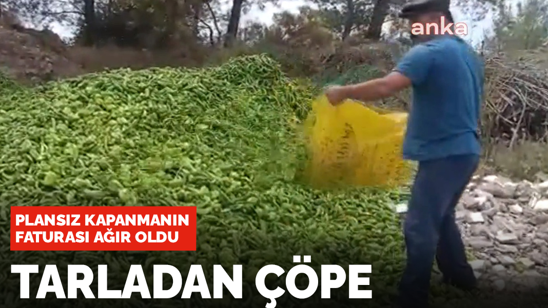 Plansız kapanmanın faturası ağır oldu! Tarladan çöpe...