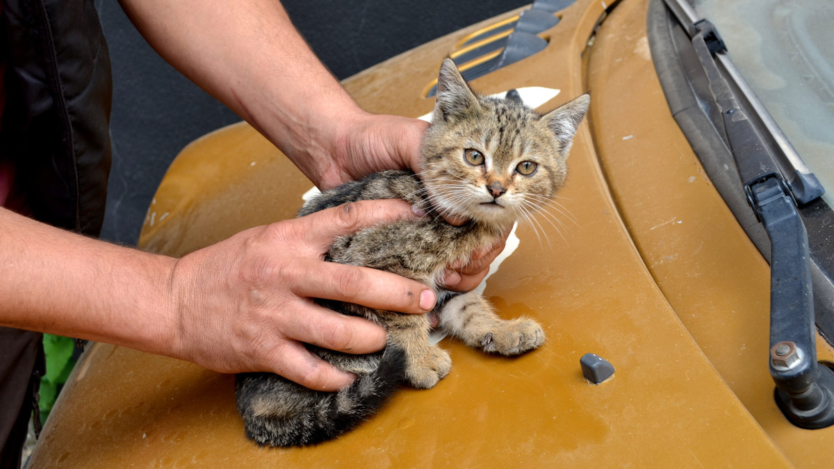 �Kaputta kedi var� notu hayatını kurtardı