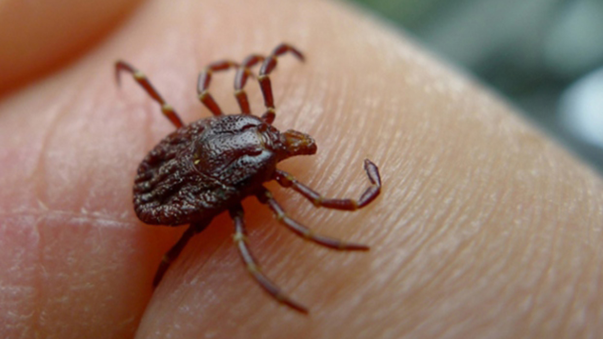 Erzincan'da 7 kişiyi kene ısırdı