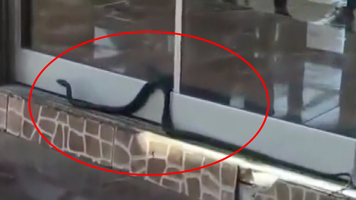 Antalya'da dükkana girmeye çalışan yılan panik yarattı