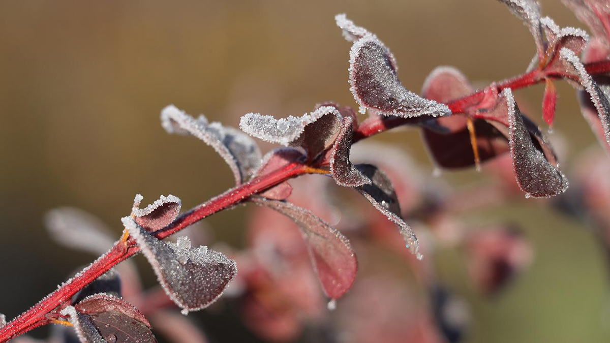 Meteoroloji açıkladı: 5 il için zirai don uyarısı