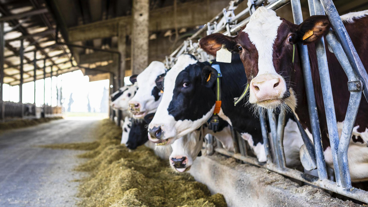 Süt üreticileri zararda: Hayvanlarımızı satmaya başladık