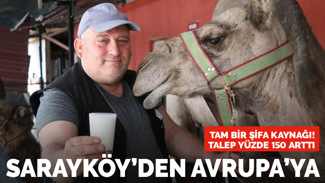 Sarayköy'den Avrupa'ya gönderiliyor! Tam bir şifa kaynağı