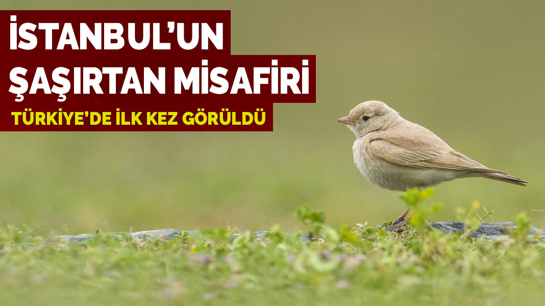 İstanbul'un şaşırtan misafiri! Türkiye'de ilk kez görüldü