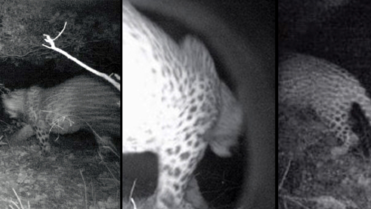 Anadolu Parsi Hakkinda Kisa Bilgi