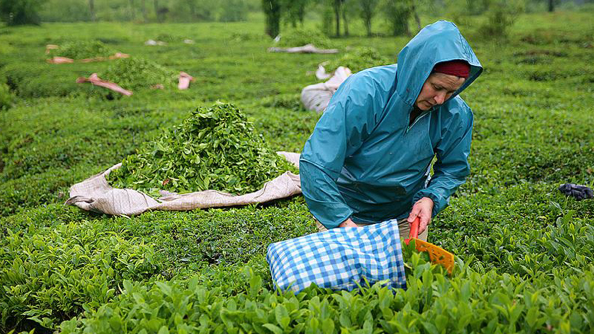 ÇAYKUR'dan 'birinci sürgün' açıklaması