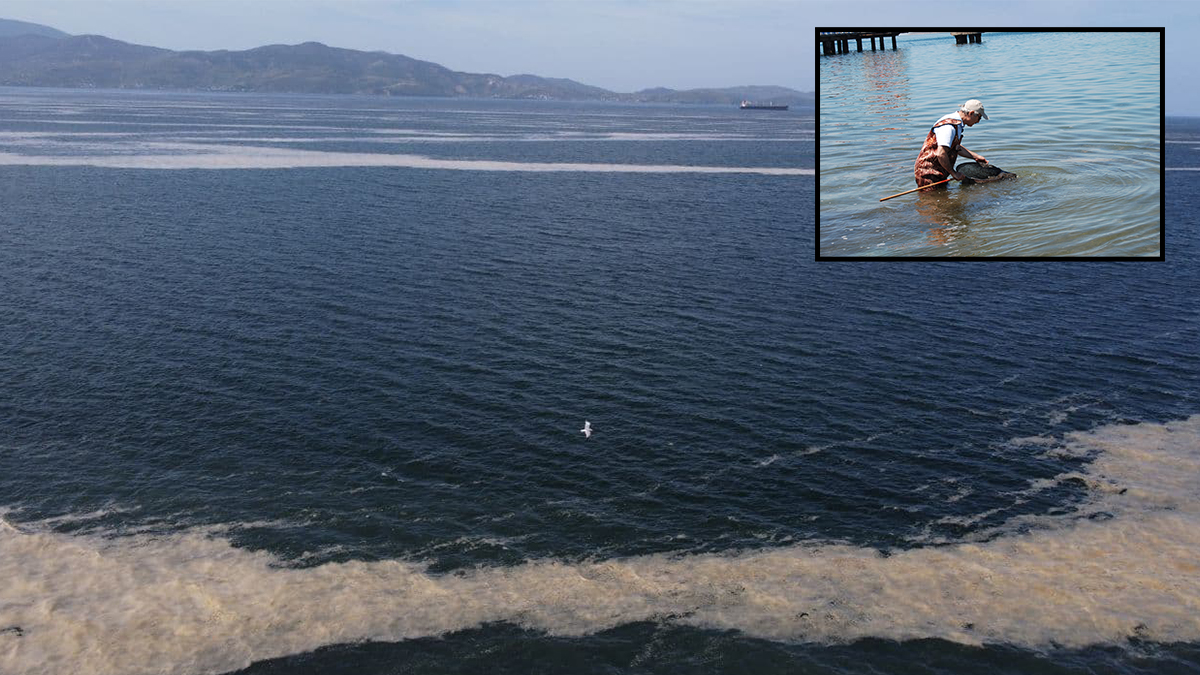 Müsilaj dibe çöktü: Ölü balıklar görülüyor