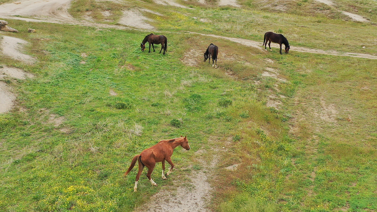 İBB yönetmeliği işaret etti: Atların izlenmesi Bakanlığın sorumluluğunda