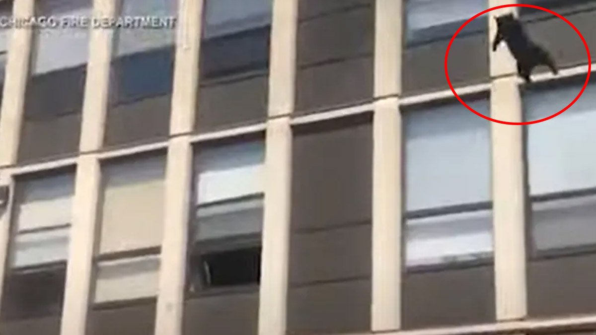 5. kattan atlayarak yangından kurtulan kedi sosyal medyayı salladı