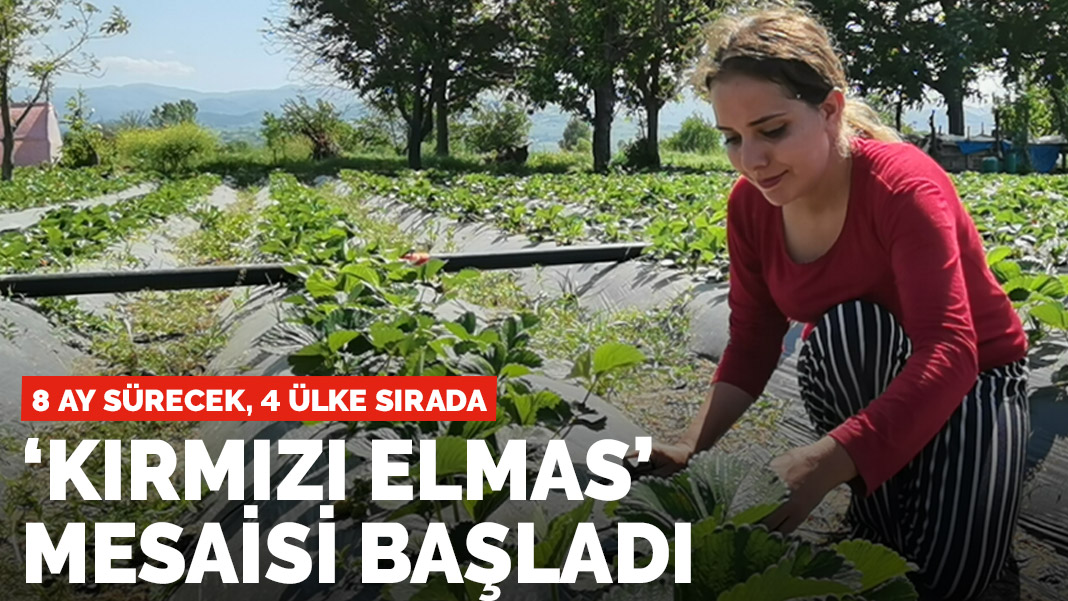 'Kırmızı elmas' mesaisi başladı! 300 milyon lira getirecek