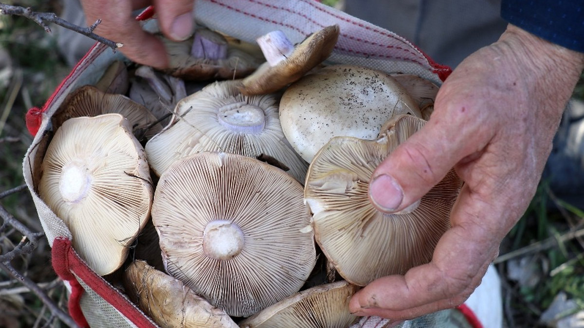 Mantar toplayanlar dikkat! Sonu ölüm olabilir