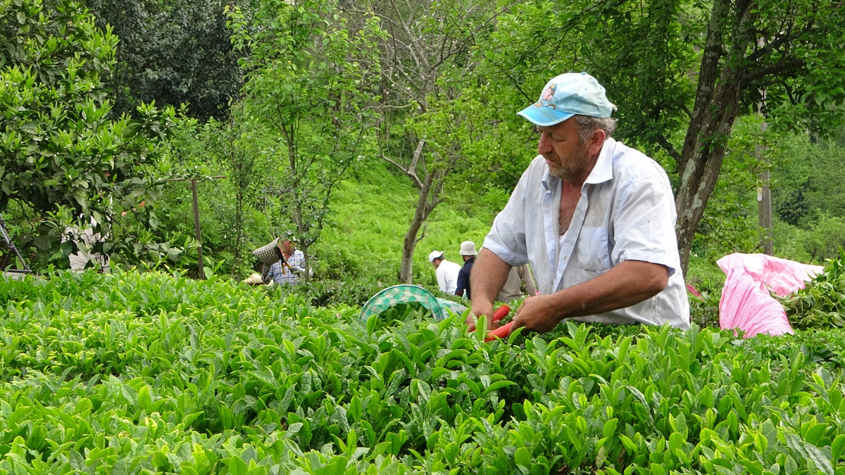 Çay üreticileri makas sallamaya başladı