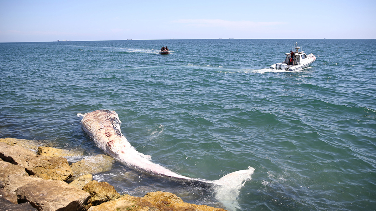 Mersin'de kıyıya vuran balinanın ölüm nedeni açıklandı