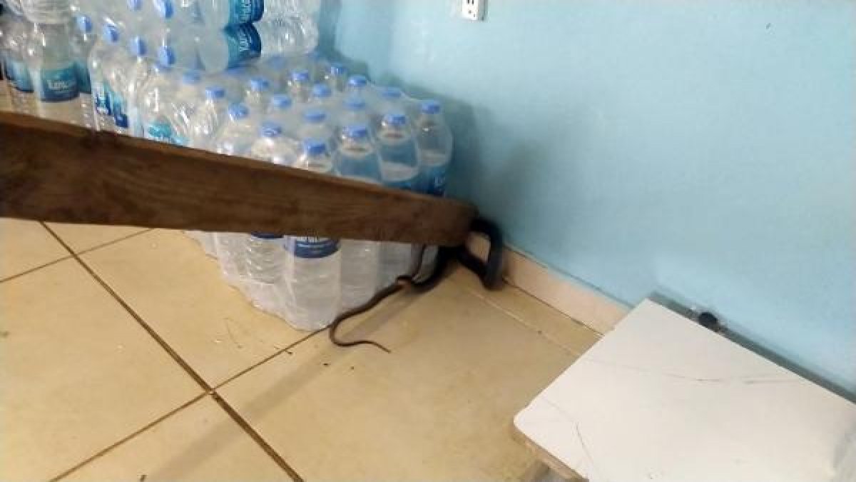 Markette yılan paniği kamerada