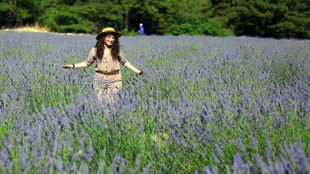 Muğla Büyükşehir Belediyesi şifalı bitkileri yağa dönüştürüyor