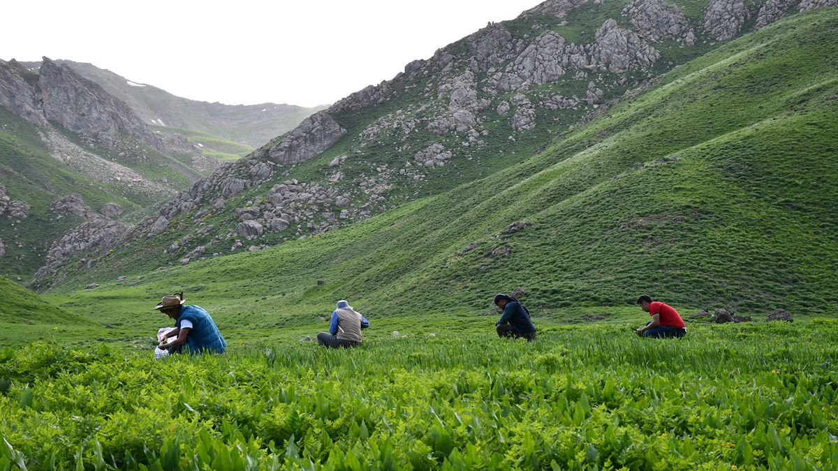 Pancar toplamak için yüzlerce vatandaş Faraşin yaylasına akın etti