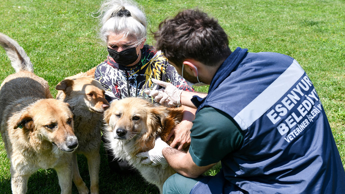 Esenyurt Belediyesi sokak hayvanlarına parazit uygulaması gerçekleştiriyor