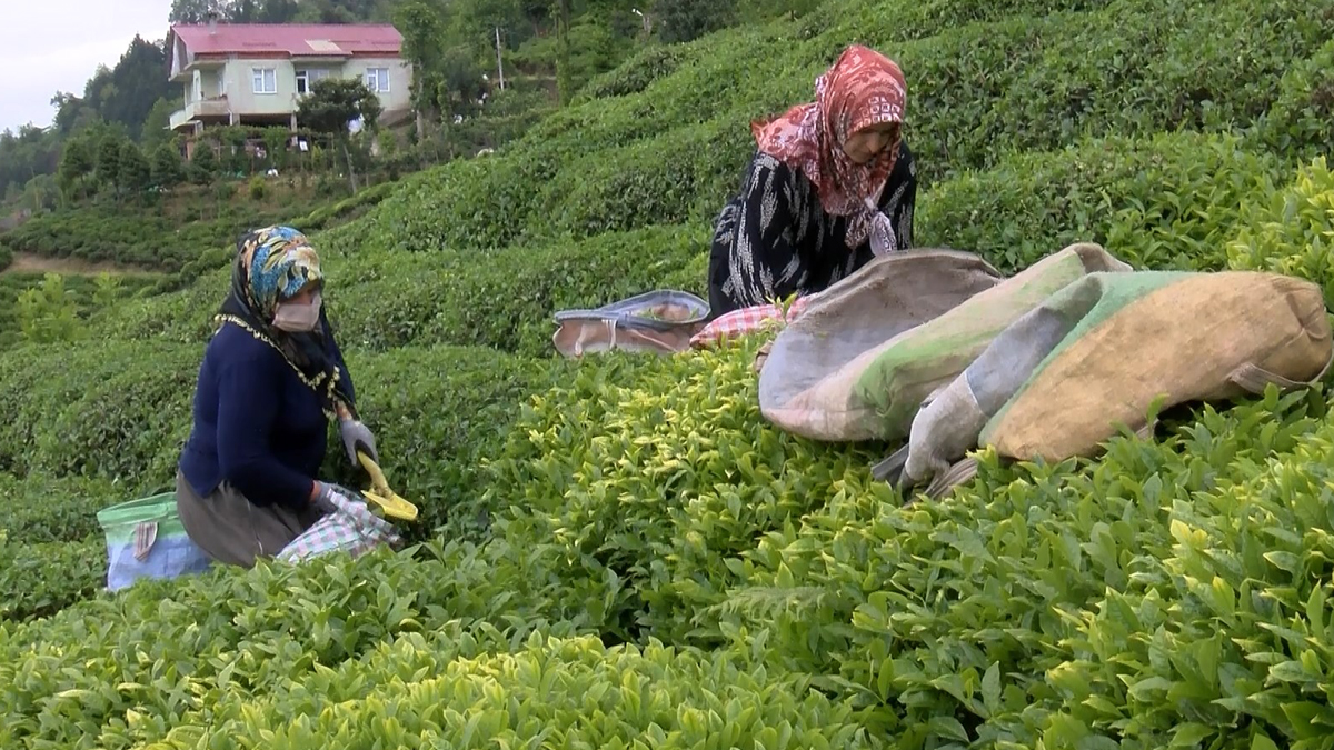 Çay göçüyle gelen tehlike! Vali tedbirleri hatırlatarak uyardı