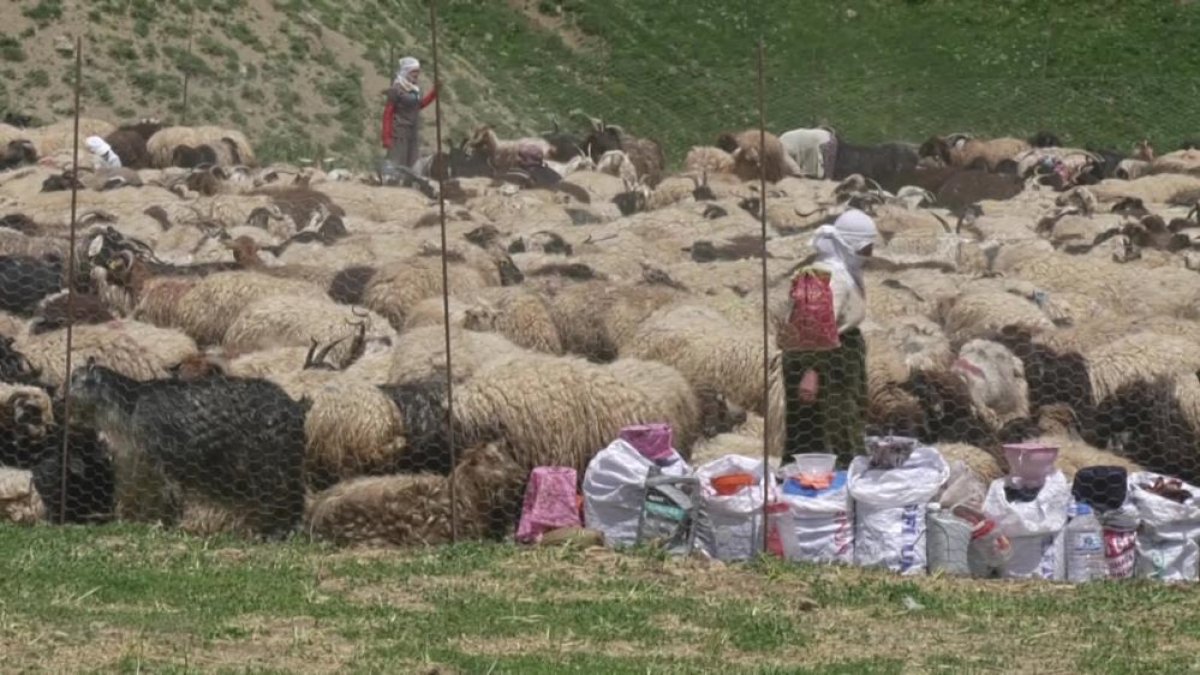 Hakkari'de renkli görüntüler: Yüksekovalı berivanların zorlu mesaisi başladı