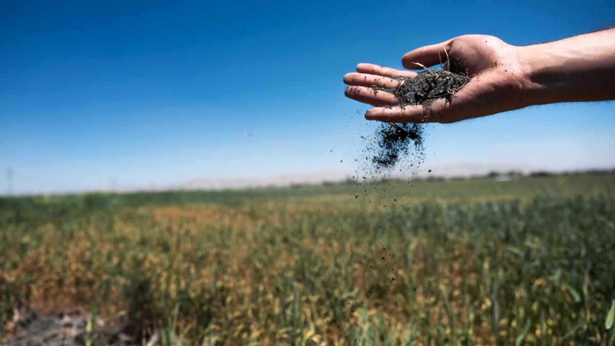 'Tahıl ambarı'nı kuraklık vurdu, tarlalar mera oldu
