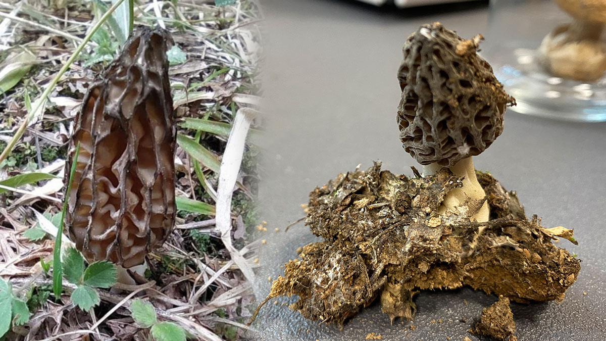 'Kuzu kuzu' satılıyor: Kilo fiyatı dudak uçuklattı!