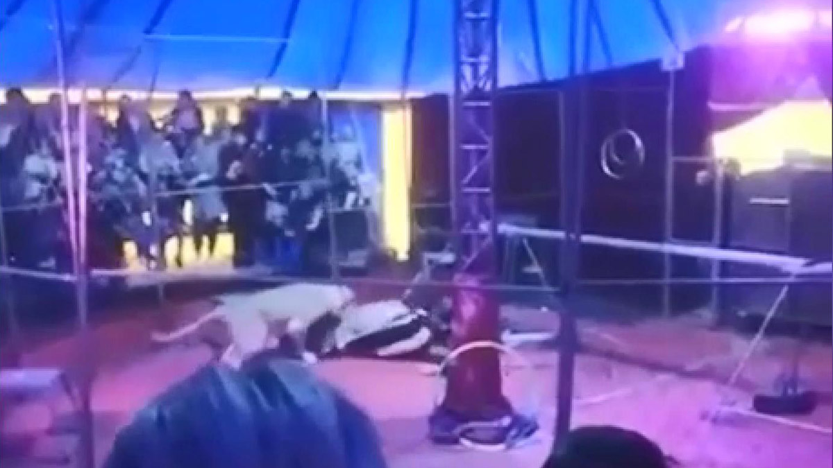 Sirkte korkutan anlar! Aslan eğitmene saldırdı