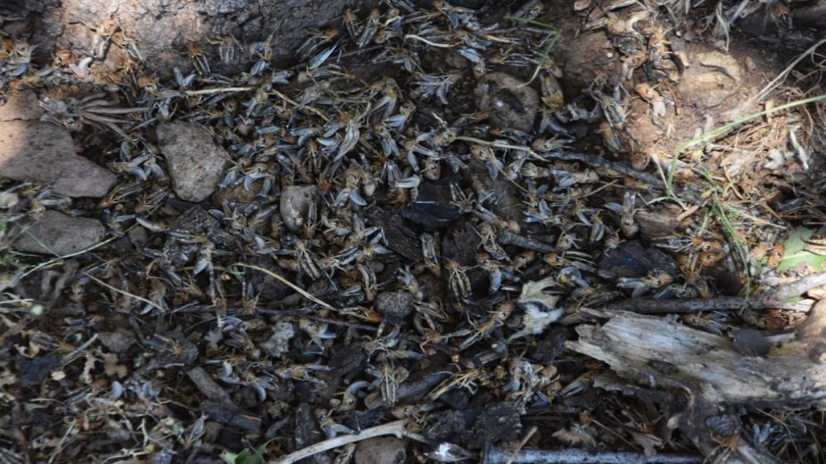 Bitlis’te çekirge istilası endişesi