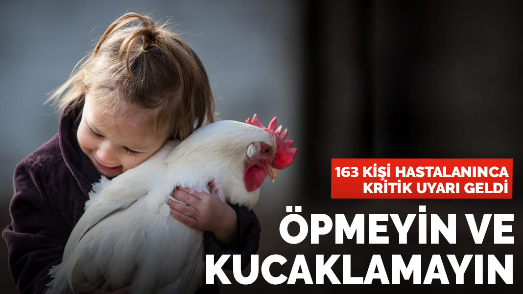 163 kişi hastalanınca uyarı geldi: Tavukları öpmeyin ve kucaklamayın