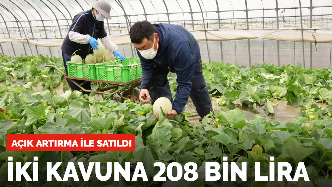 İki kavuna 208 bin lira! Açık artırma ile satıldı