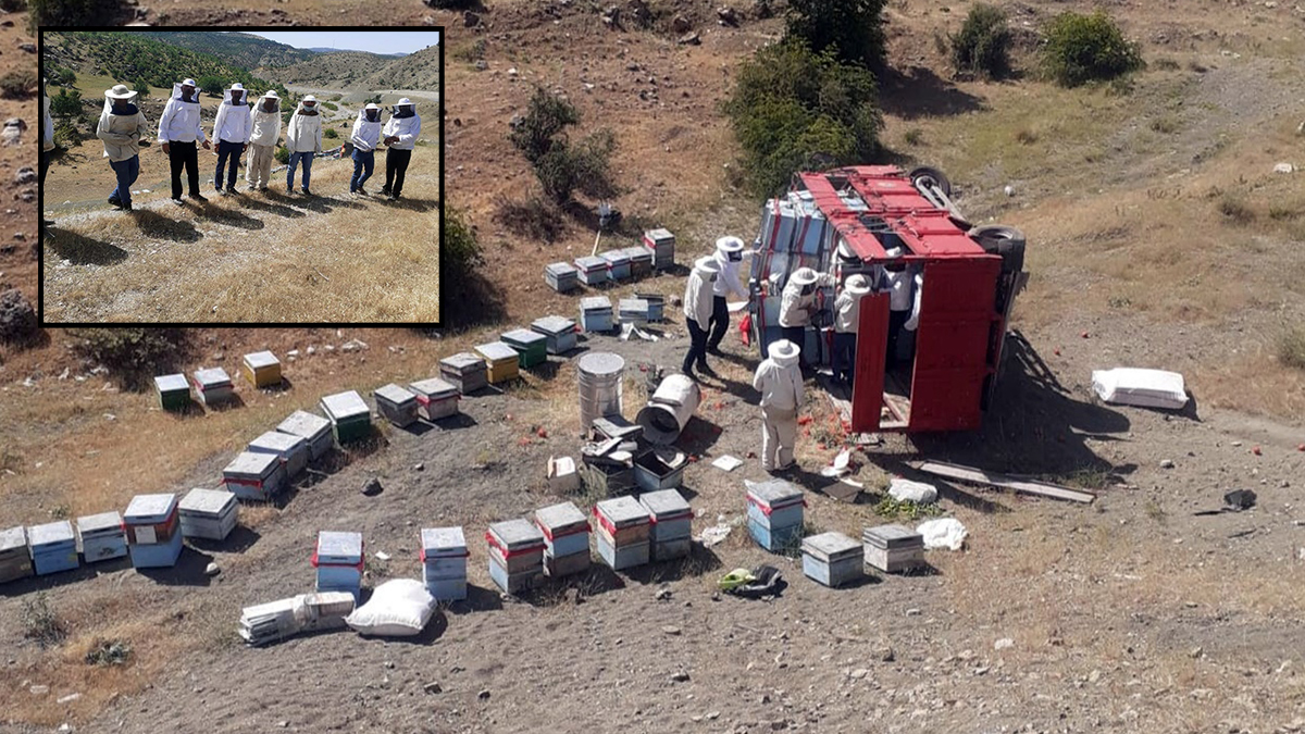Arı kovanı yüklü kamyon devrildi: Koruyucu maske giyen ekipler arıları topladı