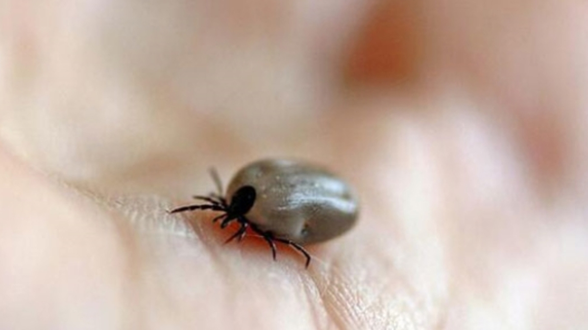 Bingöl'de görüldü: Bir kişi yoğun bakımda