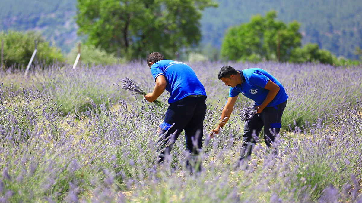 Muğla Büyükşehir Belediyesi 97 bin 599 aromatik bitki dağıttı