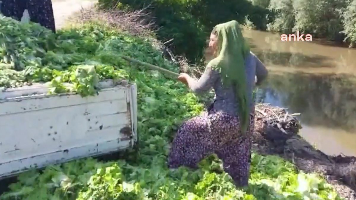 Çitfçi elinde kalan marulları Yeşilırmak Nehri'ne döktü