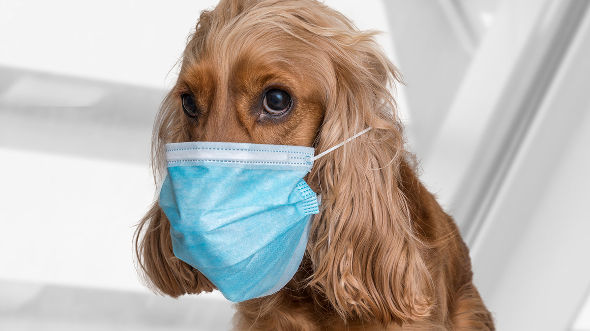 Rusya evcil hayvanlara Kovid-19 aşısı uygulamaya başladı