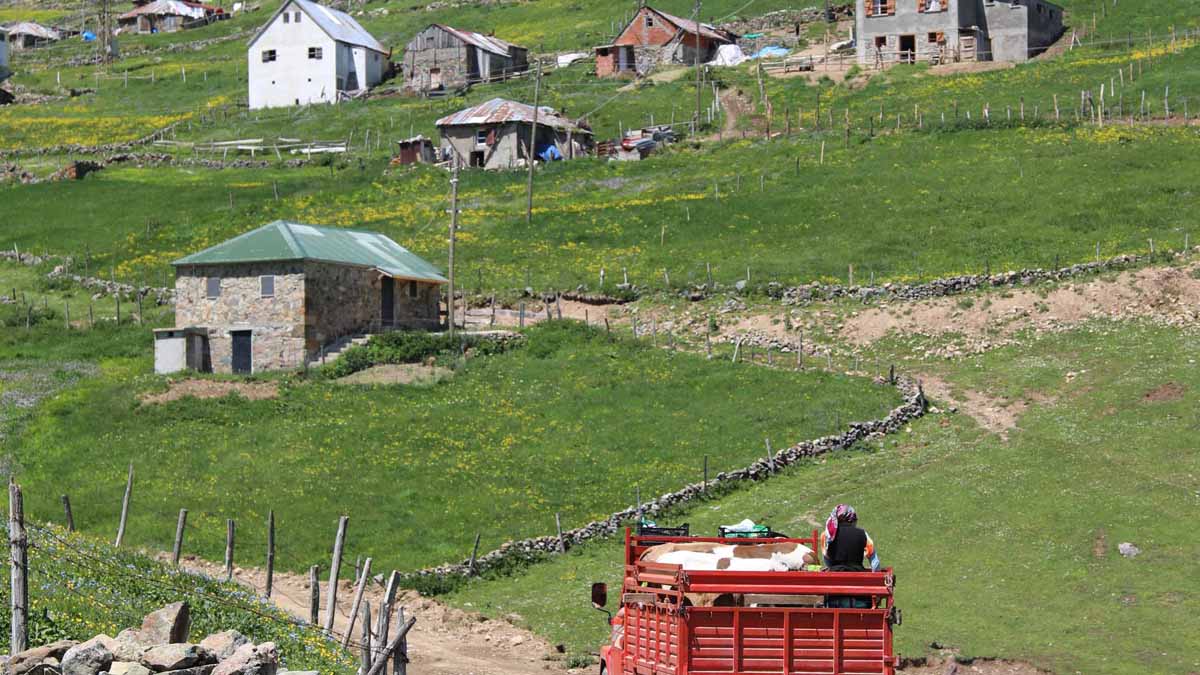 Gümüşhane'de yayla göçleri vakaları artırıyor