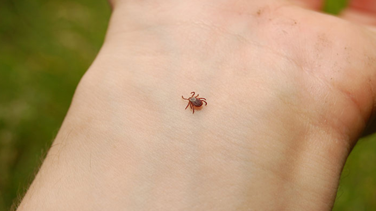 Havalar ısınınca KKKA yeniden ortaya çıktı: İnsanlar keneler için konak görevi görüyor