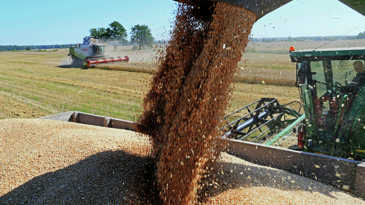 Rusya'nın tahıl planı: 3 milyon tona çıkaracak