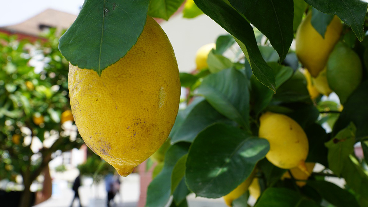 İstanbul'da fiyatı en fazla artan ürün limon