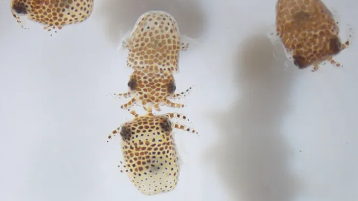 NASA, uzaya 5 bin mikroskobik canlı fırlattı