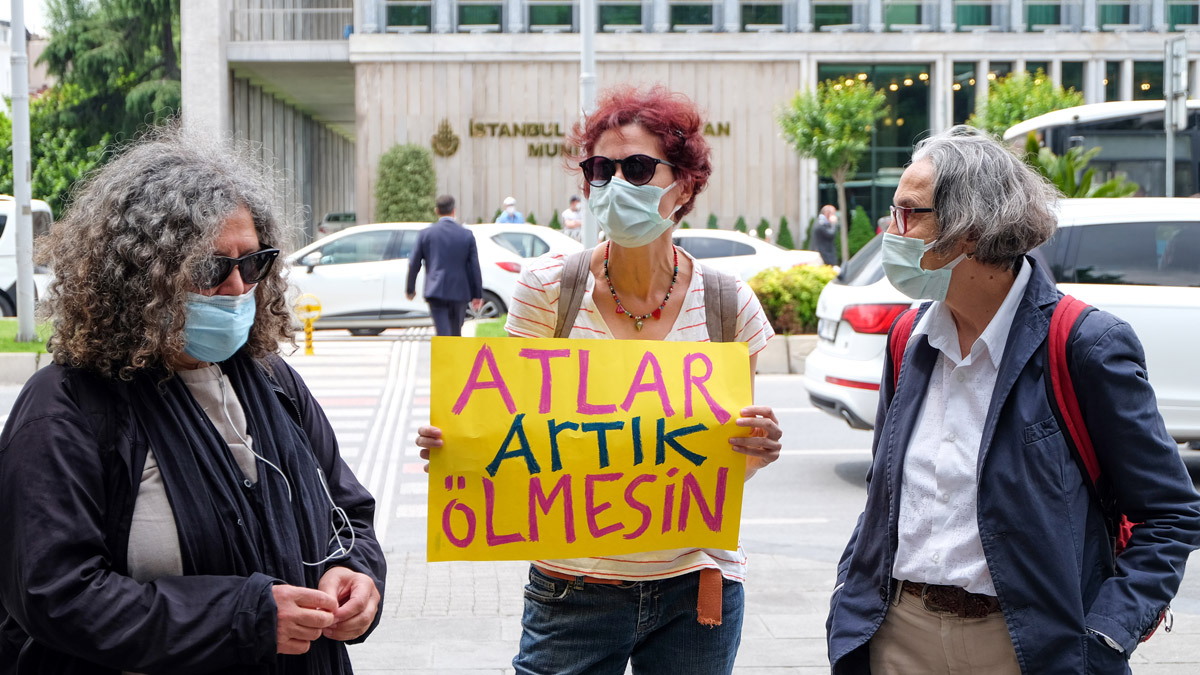 'Sahiplendirilen atlardan sağ kalanlar Adalar'a geri getirilsin'